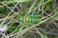 Ephippiger diurnus