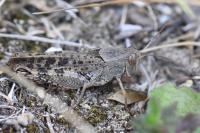 Calliptamus italicus