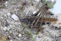 Platycleis albopunctata