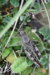 Calliptamus italicus