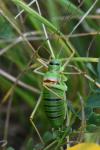 Ephippiger diurnus