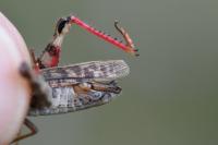 Calliptamus italicus