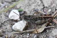 Calliptamus italicus