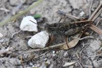 Calliptamus italicus
