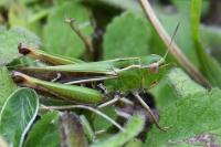 Stenobothrus lineatus