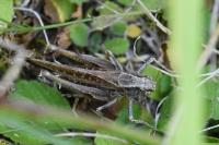 Platycleis albopunctata