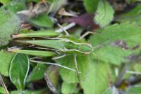 Stenobothrus lineatus