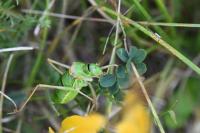 Ephippiger diurnus