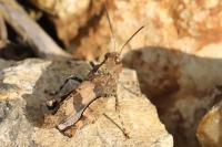 Oedipoda caerulescens