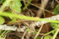 Platycleis albopunctata