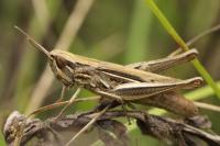 Euchorthippus elegantulus