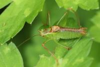 Leptophyes punctatissima