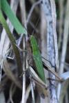 Chorthippus dorsatus