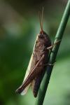 Chorthippus dorsatus