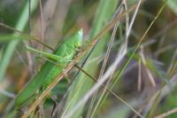 Ruspolia nitidula