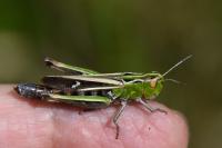 Stenobothrus lineatus