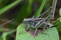 Platycleis albopunctata