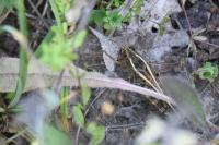 Calliptamus italicus
