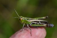 Stenobothrus lineatus