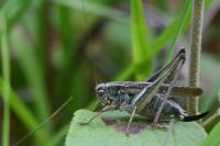 Platycleis albopunctata