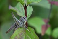 Platycleis albopunctata