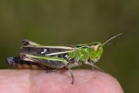 Stenobothrus lineatus