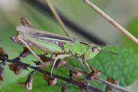 Chorthippus albomarginatus