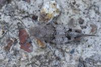 Oedipoda caerulescens