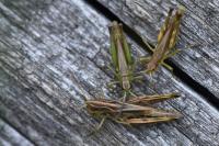 Pseudochorthippus parallelus