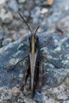Omocestus rufipes