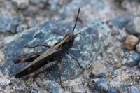Omocestus rufipes