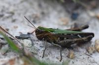 Omocestus rufipes