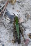 Omocestus rufipes