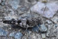 Oedipoda caerulescens