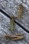 Pseudochorthippus parallelus