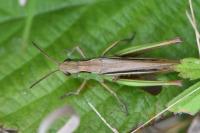 Chorthippus albomarginatus