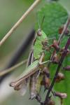 Chorthippus albomarginatus