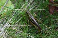 Stethophyma grossum