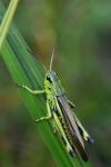 Stethophyma grossum