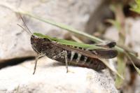 Omocestus rufipes