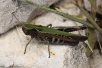 Omocestus rufipes
