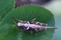 Tetrix ceperoi