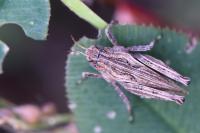 Tetrix undulata