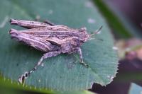 Tetrix undulata