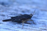 Tetrix ceperoi