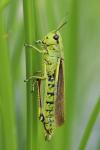 Stethophyma grossum
