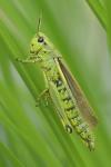 Stethophyma grossum