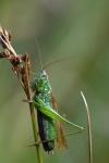 Conocephalus fuscus