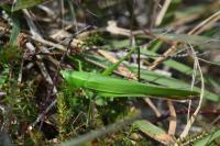 Ruspolia nitidula