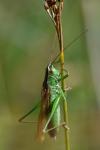Conocephalus fuscus